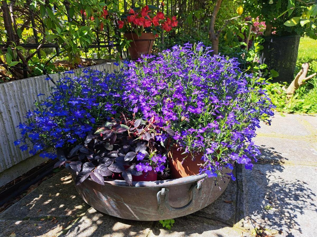 Comodo Con Giardino E Patio Sanremo Exterior foto